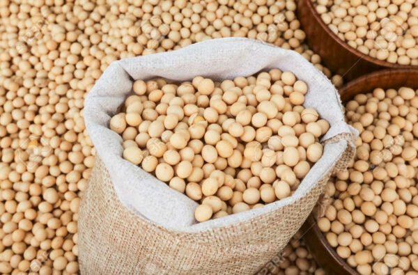 Soybean - Image 2