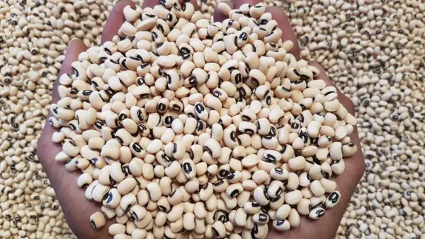 White Black eye beans - Image 2