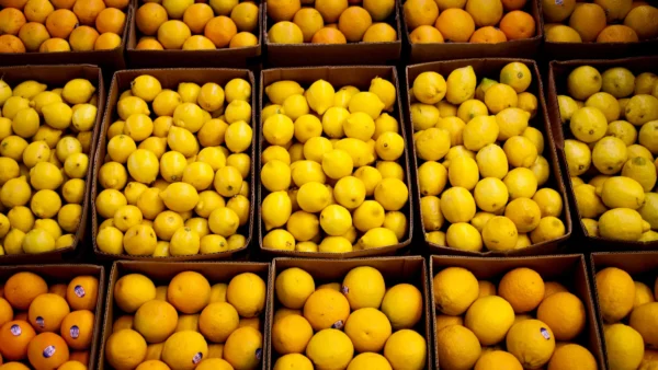 Lemon - Image 2