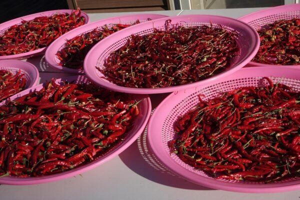 Dried Chili - Image 2