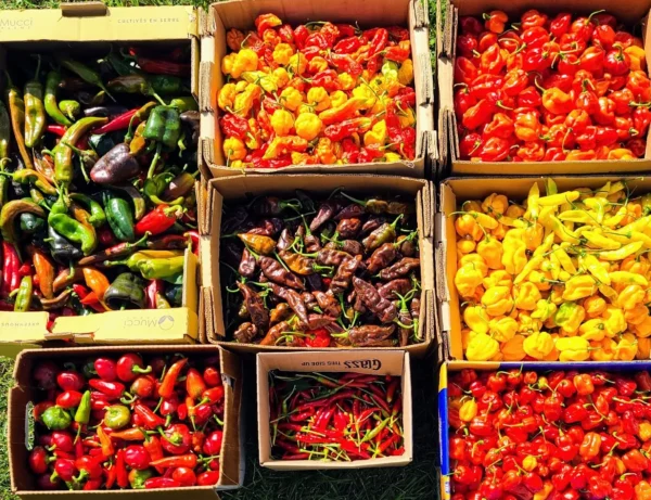 Fresh Peppers - Image 7